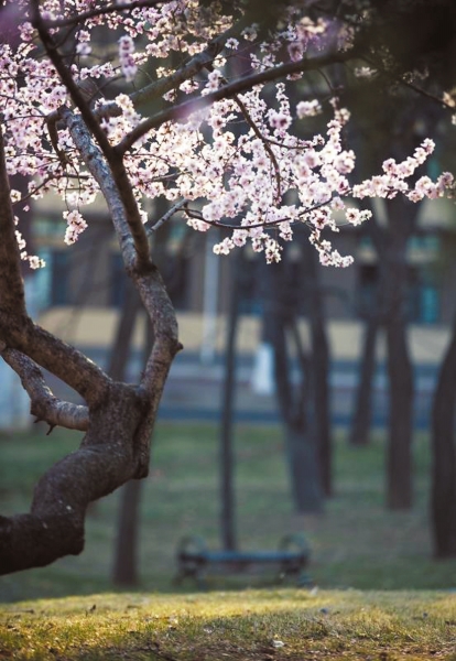 春·花