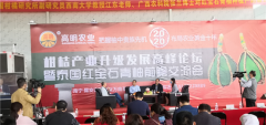 广西高明农业引种泰国“红宝石青柚”前景广阔
