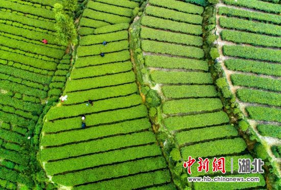 五峰新茶基地：制茶机昼夜不停运转