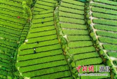 五峰新茶基地：制茶机昼夜不停运转