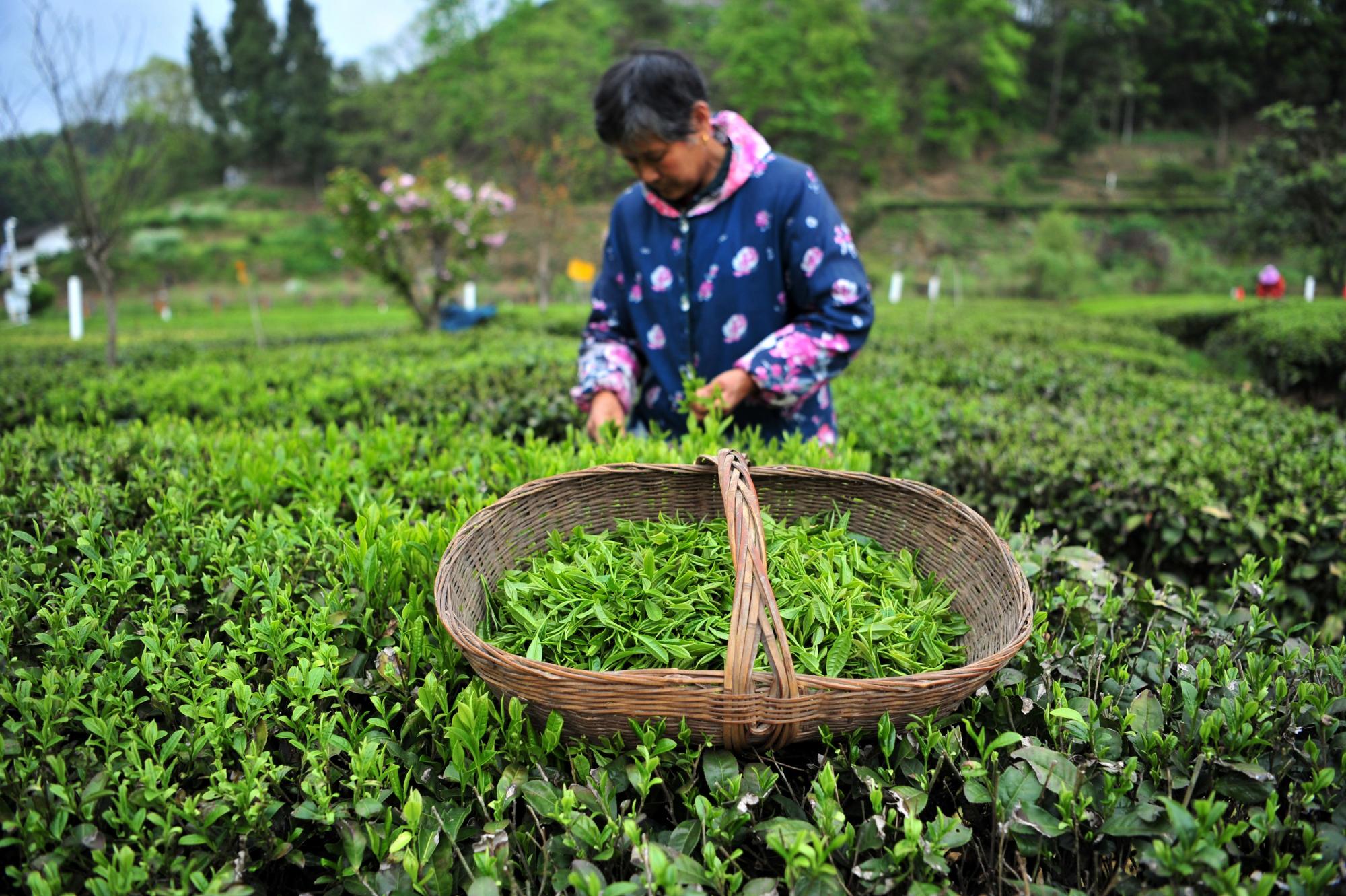 湖北宜昌：线上线下齐发力 春茶飘香进万家