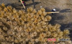 江西新余：竹产业绽放“致富之花”
