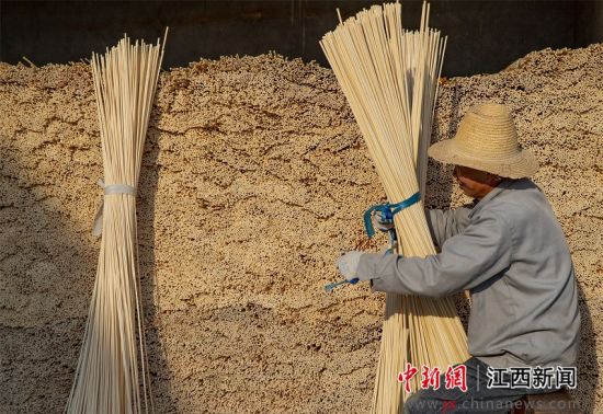 江西新余：竹产业绽放“致富之花”