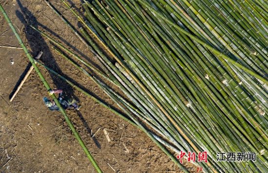 江西新余：竹产业绽放“致富之花”