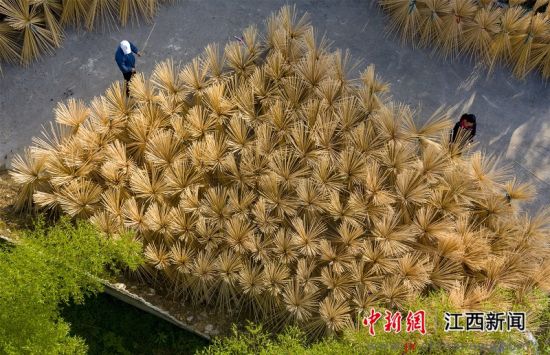 江西新余：竹产业绽放“致富之花”