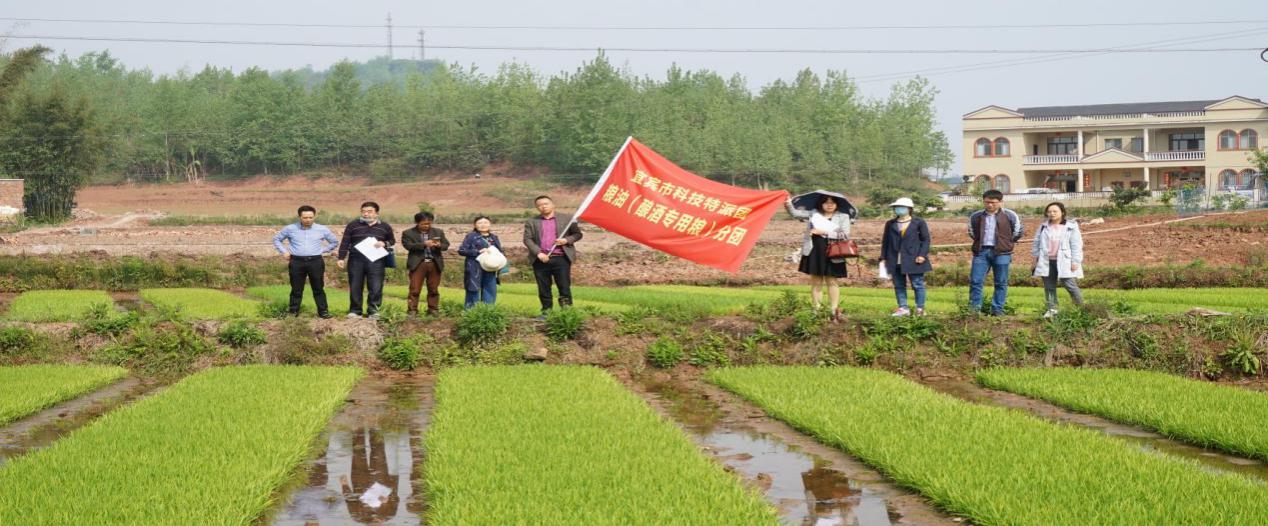 宜宾市：“万里长江第一县”活跃科技特派员身影