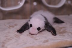 “热干面”“蛋烘糕”，今年全球首对圈养大熊猫双胞胎名字好美味！