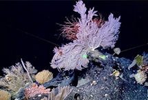 “科學”號西太海山科考成果豐碩中國新一代遠洋綜合科考船“科學”號已完成西太平洋卡羅琳洋脊上的海山科考任務,正在返航途中。本航次,科考隊員對海山進行了19次精細調查,採集到了250多種深海生物樣品,幾乎是過去“科學”號兩個海山航次才能採集到的物種總數。
【詳細】
商業財經|游在天津|科教文體|民生輿情