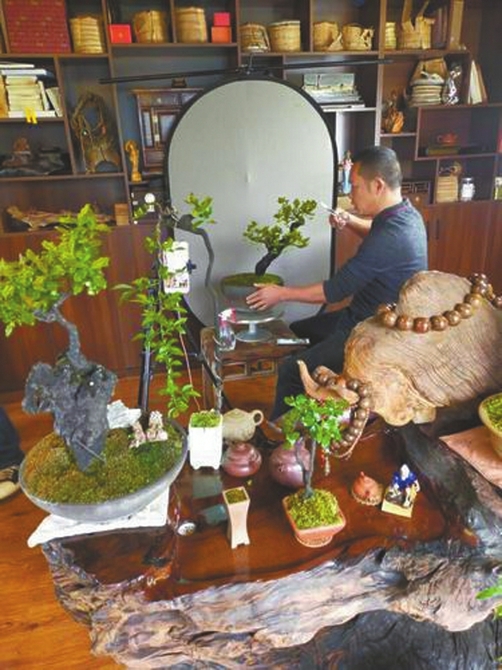 成都花木业“进军”直播带货 拉动“川派盆景”