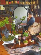 成都花木业“进军”直播带货 拉动“川派盆景”