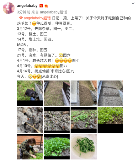 baby分享家中小院种菜日记 历时一个多月终于上桌