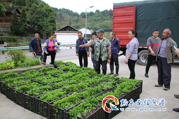 万潮镇：发放辣椒苗，播种“红火”产业