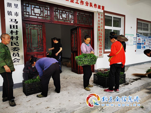 万潮镇：发放辣椒苗，播种“红火”产业