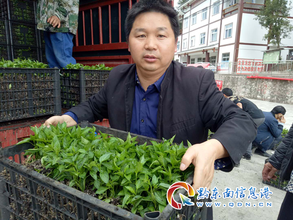 万潮镇：发放辣椒苗，播种“红火”产业
