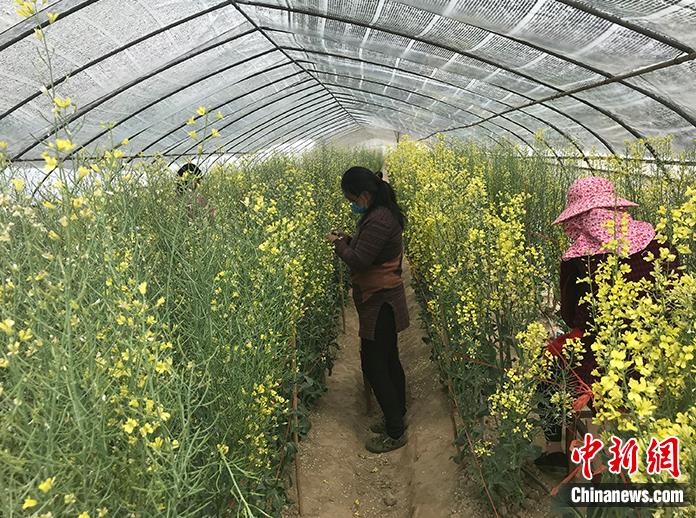 在皖台农的春天:曙光已现 收获可期