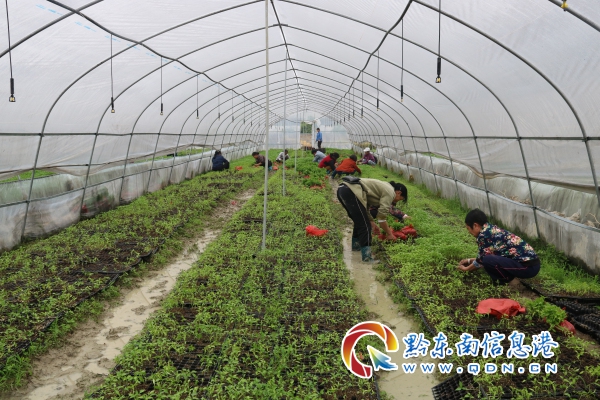 镇远青溪镇：小小辣椒苗 群众致富好产业