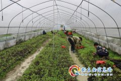 镇远青溪镇：小小辣椒苗 群众致富好产业