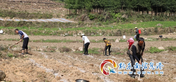 镇远青溪镇：小小辣椒苗 群众致富好产业