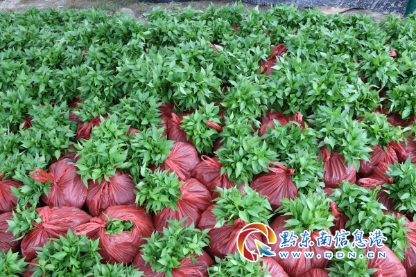 镇远青溪镇：小小辣椒苗 群众致富好产业