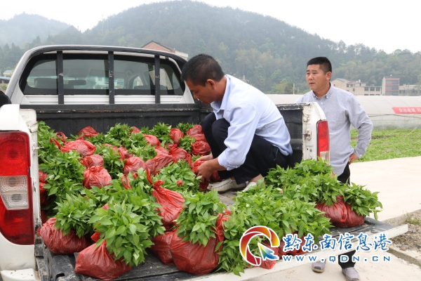 镇远青溪镇：小小辣椒苗 群众致富好产业