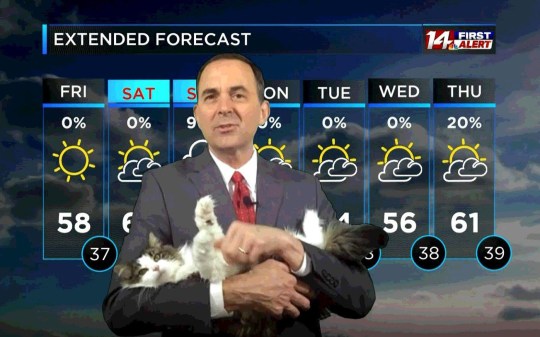 居家办公趣事：美国一只宠物猫成为天气预报常驻明星