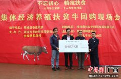 广西桂林恭城瑶乡举办扶贫牛回购现场会