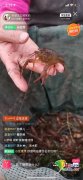 湖北联手阿里巴巴让全国吃货重新吃上湖北美味