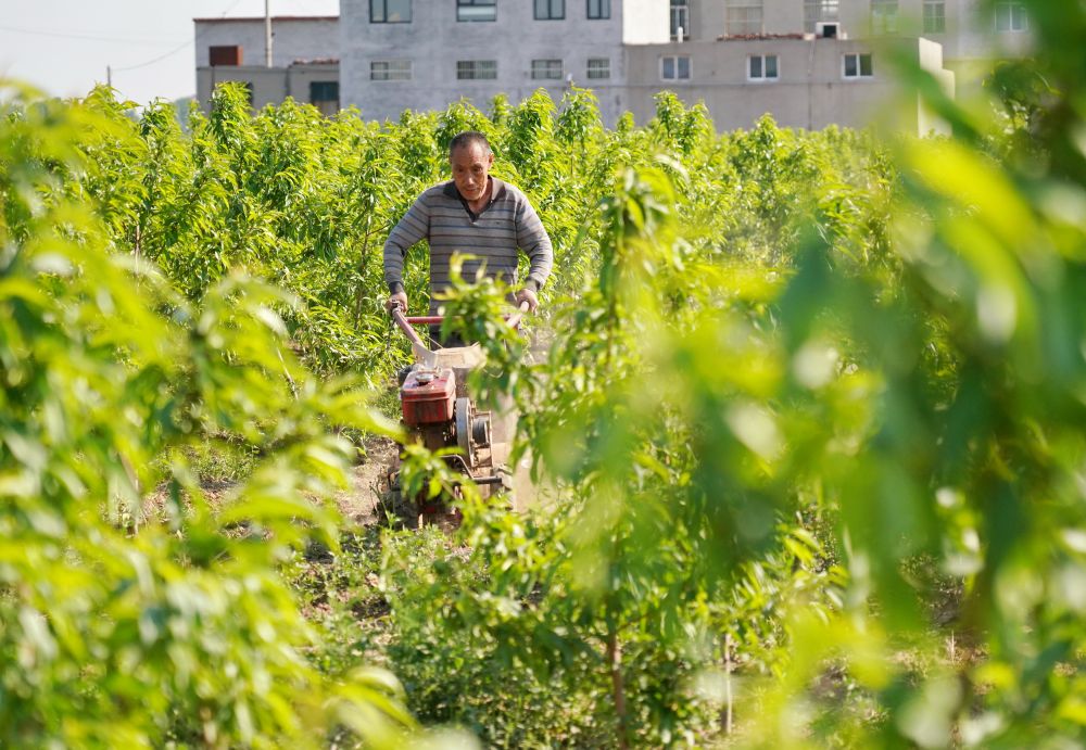 河北沙河：发展产业防返贫