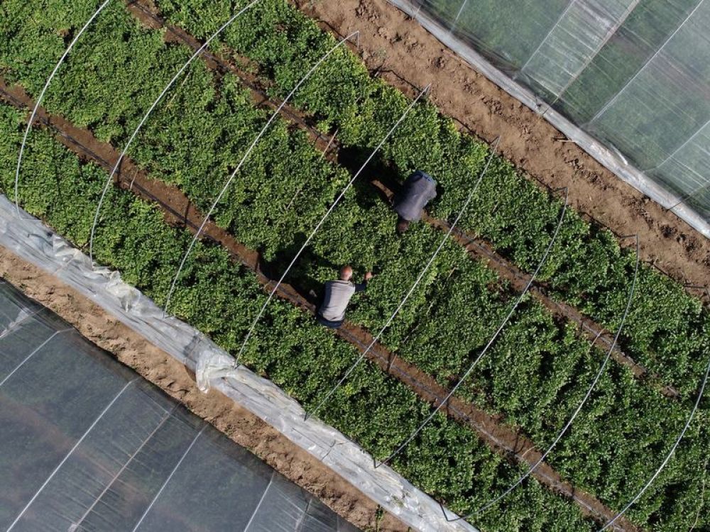 河北沙河：发展产业防返贫