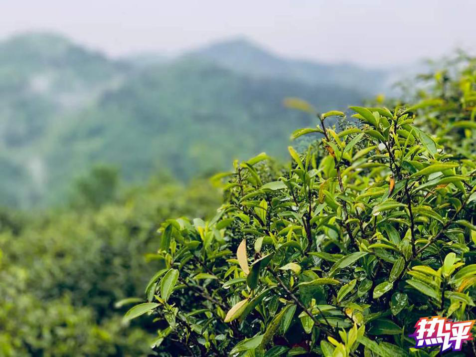 战“疫”每日观察丨就业怎么保？从习近平陕西之行找答案