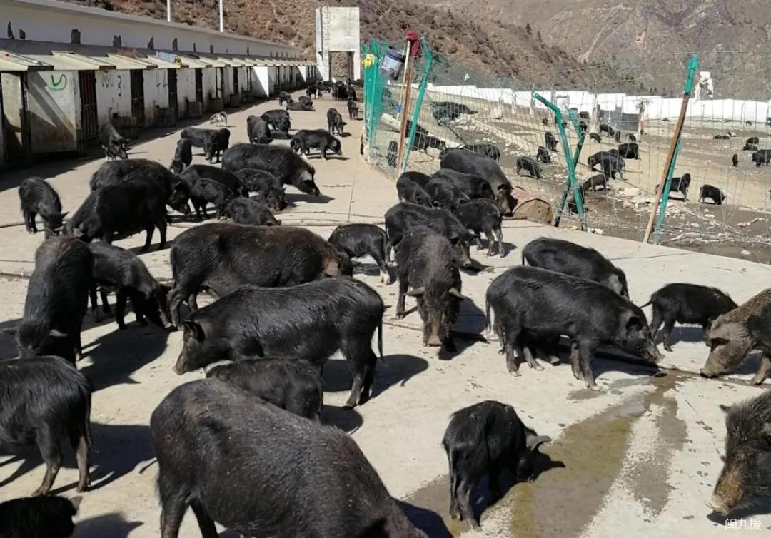 福建省第九批援藏工作队藏香猪产业专家组到边