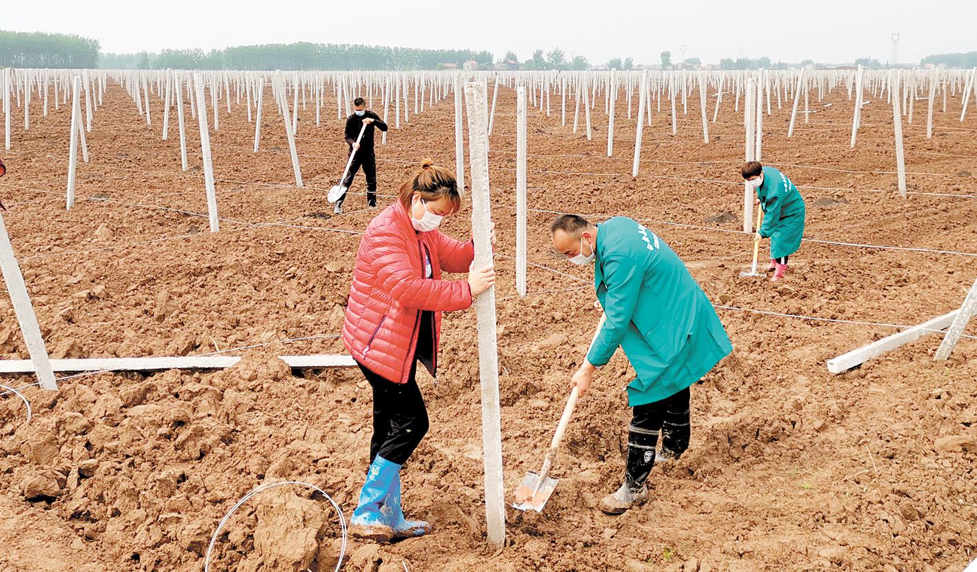 吊瓜产业在荆江两岸兴起 2025年计划种植10万亩