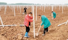 吊瓜产业在荆江两岸兴起 2025年计划种植10万亩