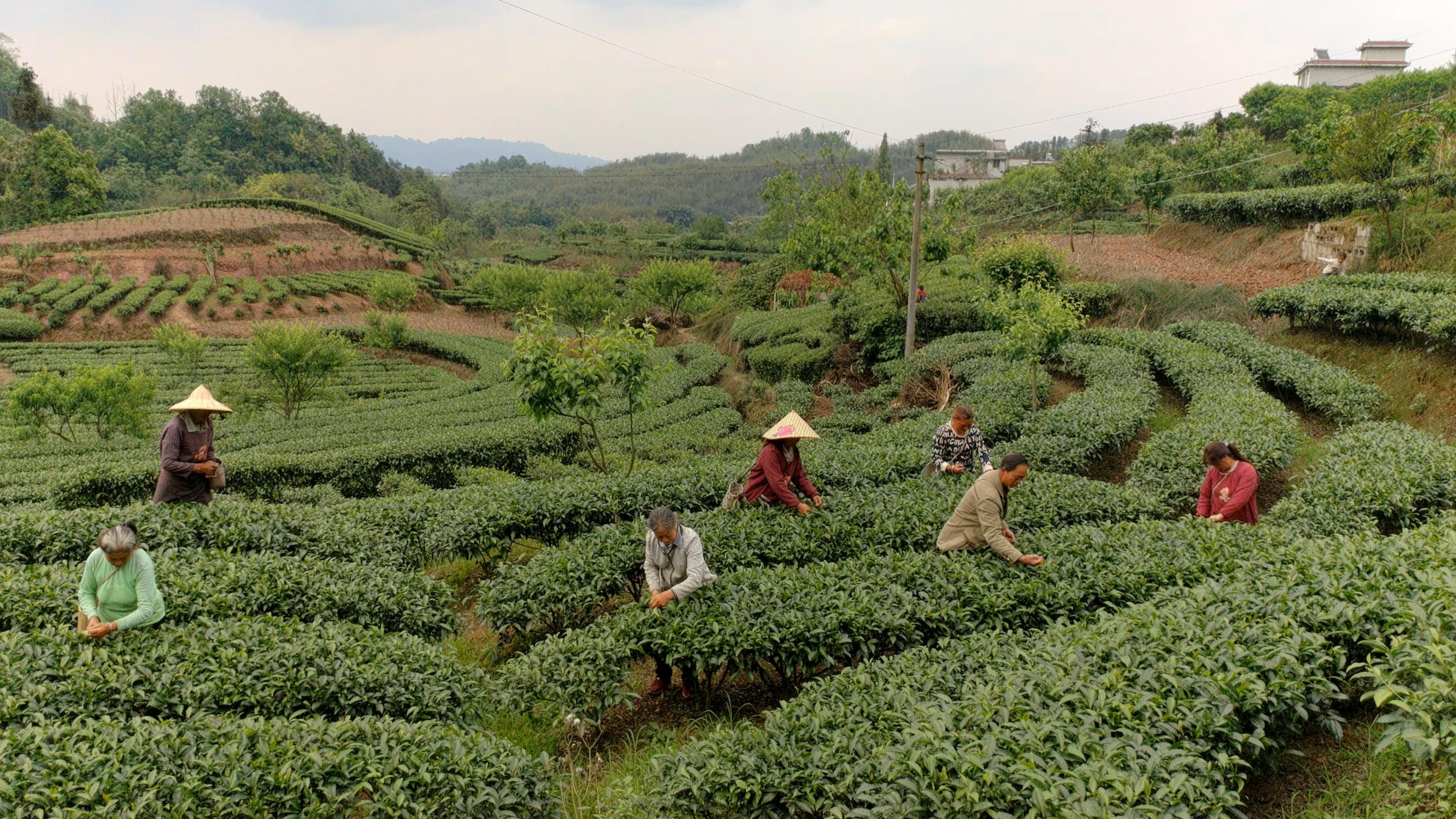 四川高县：瞄准小茶叶 发展大市场