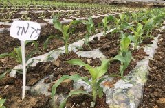 全国鲜食玉米齐聚杭州“打擂台” 力促提升行业