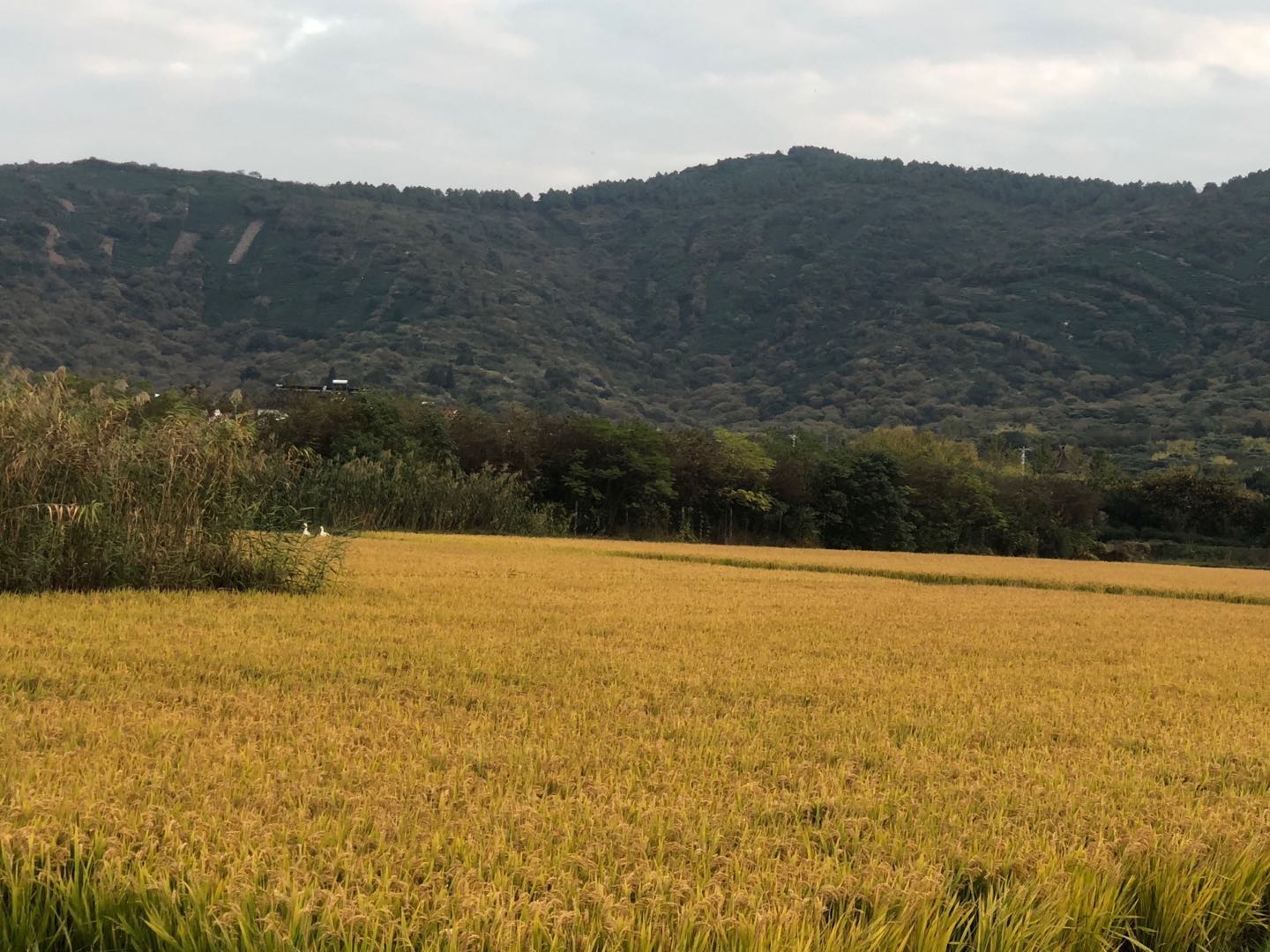 江苏省建立乡村振兴专家决策咨询制度