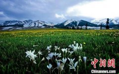 新疆5A级景区那拉提“练内功”旅游业走出“倒春寒”