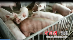 农发行湖北省分行营业部投放首笔活体生猪抵押贷款3000万元