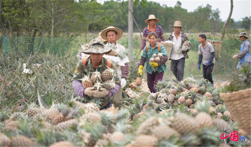 “您的海南水果已发货！” 中通冷链助农扶贫递