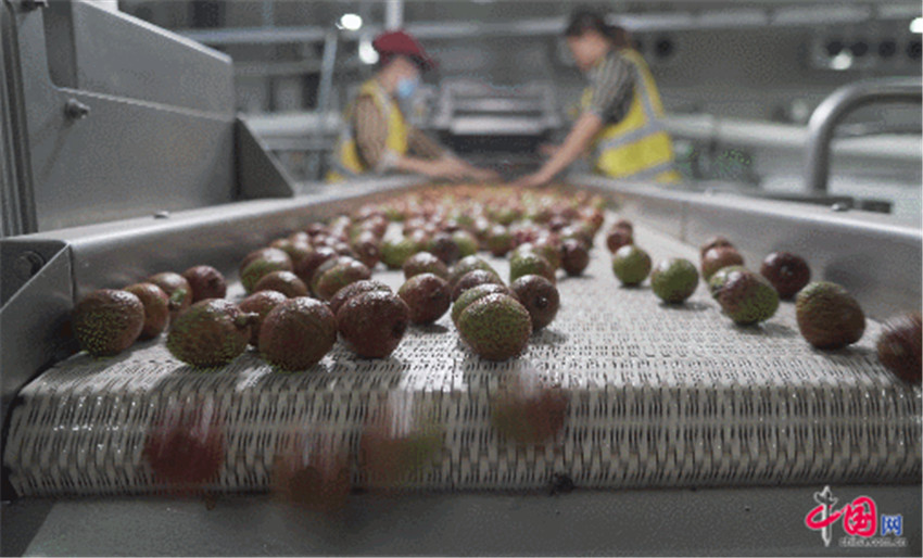 “您的海南水果已发货！” 中通冷链助农扶贫递