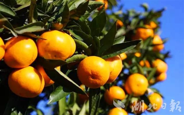 我国启动建设50个优势特色产业集群，湖北占两席