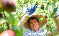 江陵熊河：特色产业助推脱贫增收