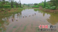 长宁：奋力夺取疫情防控和经济社会发展双胜利