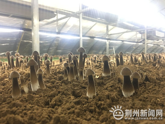 勇于向下扎根 方能向上生长——记岑河镇沙口村2019届选调生肖扬