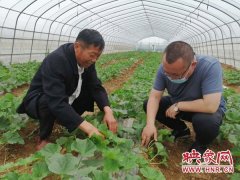 ​许昌市建安区王店村：产业扶贫大棚里的“甜