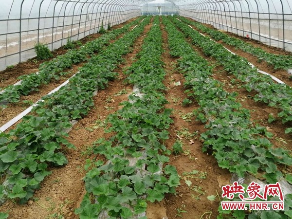 ​许昌市建安区王店村：产业扶贫大棚里的“甜