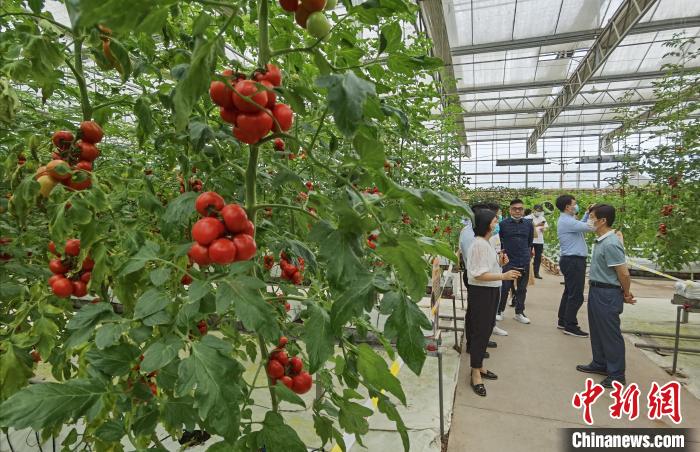 在川台湾农业人：为发展现代农业出谋划策 投资四川信心不减