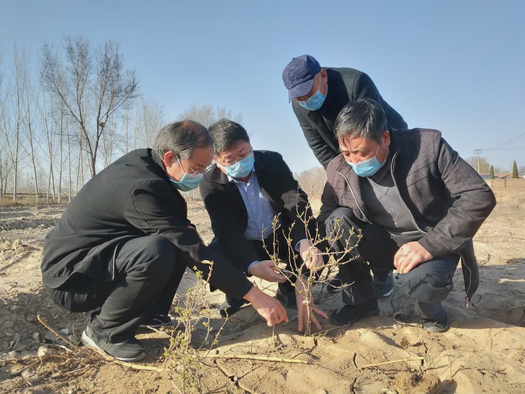 枣强大营镇开展中药材技术培训 推进产业精准扶贫