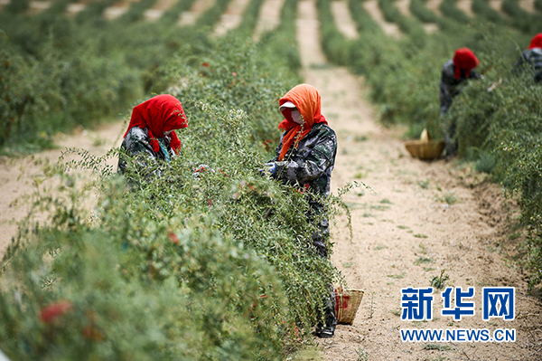 宁夏红寺堡决战决胜脱贫攻坚扫描