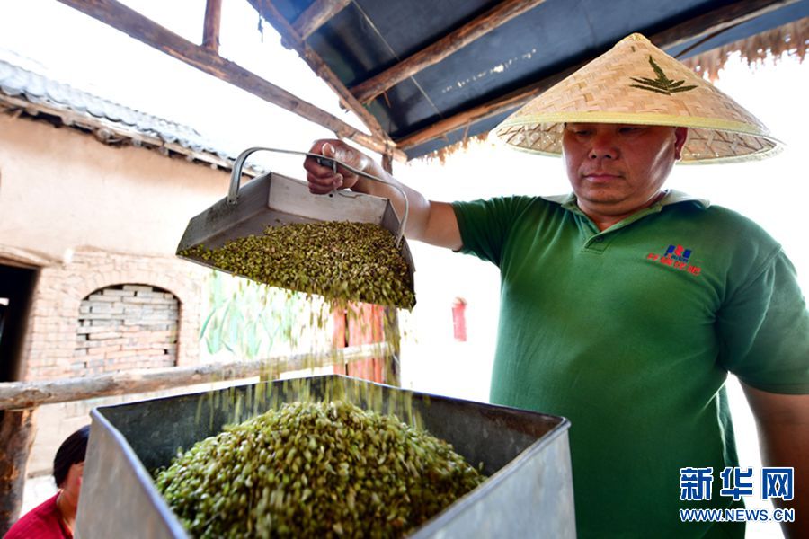 碾馔：一粒青小麦的“美味”蝶变